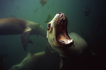 Hooker sealion under water -Campbell Island New Zealand