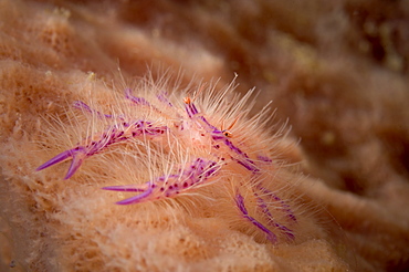 Pink squat lobster, Papua New Guinea