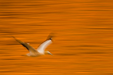 Australasian Gannet  flying over the sea, New Zealand