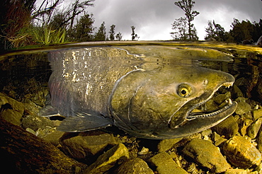 Quinnock salmon spawning in a mountain river, New Zealand 