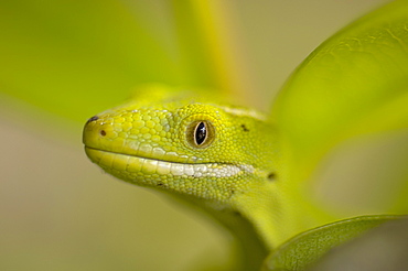 Portrait of Green Gecko- New Zealand 