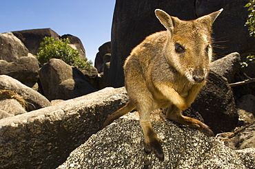 Rock Wallaby on rock, Australia