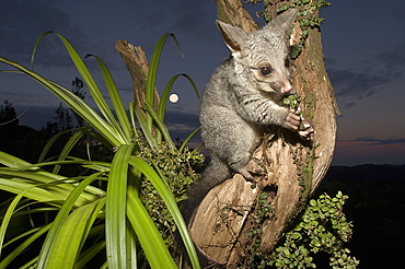 Juvenile Brushtail Possum on tree root, New Zealand