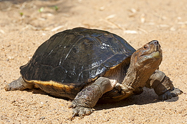 Giant Asian Pond Turtle on sand, Cambodia 