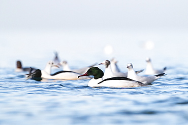 Goosander looking for food, Lake Leman Switzerland