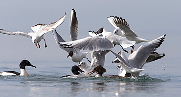 Goosanders & Gulls fighting for food on the Lake leman