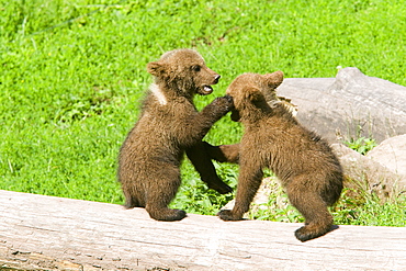 Young Grizzlies playing in the grass, Thuringian Germany