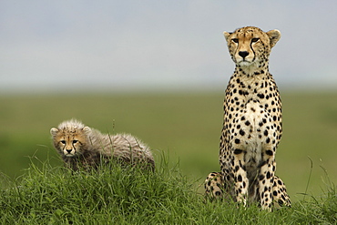 Cheetah and young in savanna, East Africa