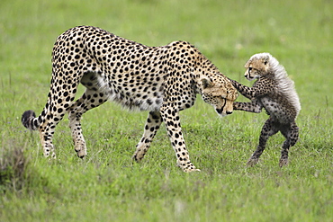 Cheetah and young in savanna, East Africa