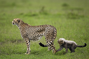 Cheetah and young in savanna, East Africa