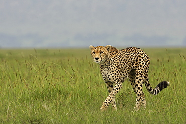 Cheetah walking in savanna, East Africa