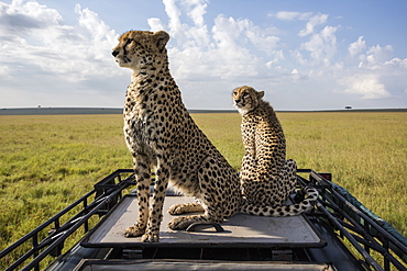 Cheetahs sitting on a vehicle vision, East Africa