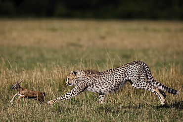 Cheetah capturing a young Gazelle, East Africa 