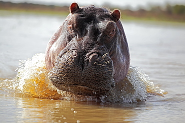 Portrait of Hippo in Water, East Africa 