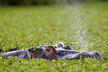 Hippo blowing in vegetation, East Africa 