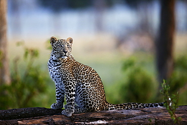 Young Leopard on a branch, East Africa 