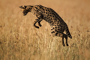 Serval hunting in tall grass, East Africa 