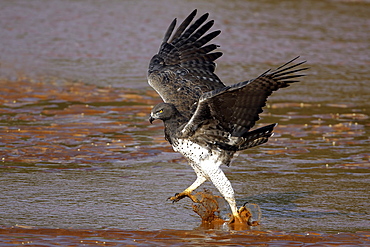 Martial Eagle in water, East Africa 