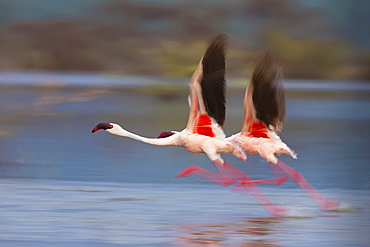 Lesser Flamingos flying away, East Africa 