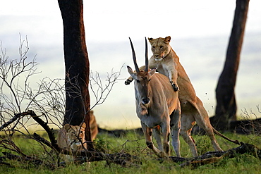 Lioness capturing a Cape Eland, East Africa 