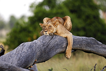 Lioness lying on a branch, East Africa 