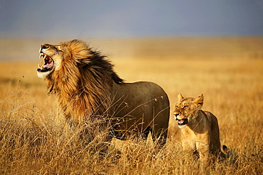 Couple Lions in Savannah, East Africa 