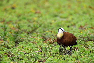 African Jacana warming his chicks, East Africa 