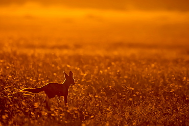 Black-backed jackal at dusk, East Africa 