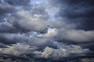 Formation flying in the clouds, East Africa