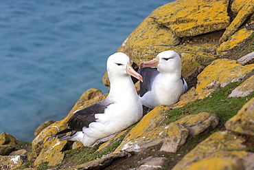 Black-browed Albatross on rock, Falkland Islands 