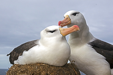 Black-browed Albatross at nest, Falkland Islands 