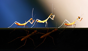 Young mantids newly hatched, French Guiana