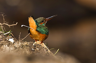 Common Kingfisher defecating, Denmark 