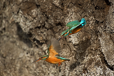 Common Kingfisher couple in flight, Denmark 