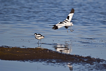 Avocets landing in water, Denmark 