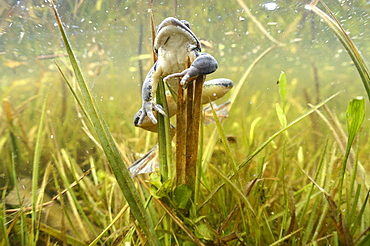 Grass frog in a swamp, Prairie Fouzon France 