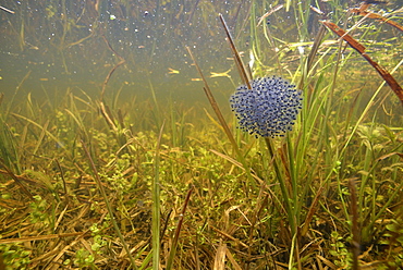 Grass frog eggs, Prairie Fouzon France 