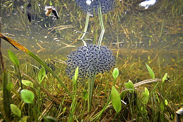 Grass frog eggs, Prairie Fouzon France 