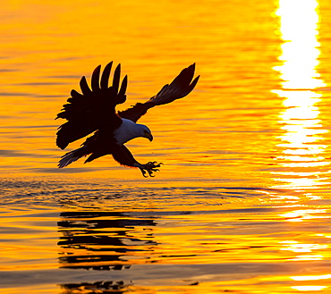 African Fish Eagle catching a fish in flight, Kenya 