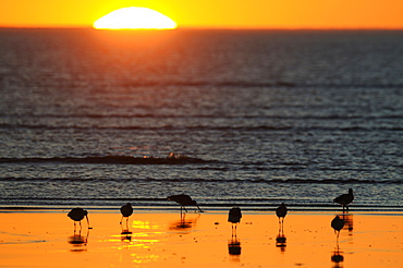 Eurasian Curlews seaside at sunset, France 