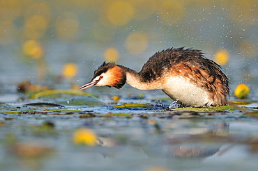 Crested grebe snorting, Lake Grandlieu France