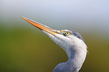 Portrait of Grey Heron, France 