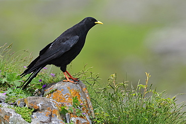 Alpine Chough on rock, Pyrenees France 