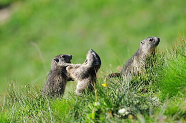 Young Alpine Marmots playing, Queyras Alps France 