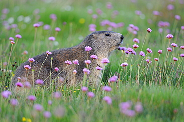 Alpine Marmot and Thrift flowers, Queyras Alps France 