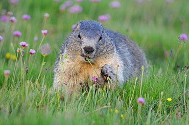 Alpine Marmot and Thrift flowers, Queyras Alps France 