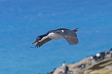 King Shag in flight, Falklands Saunders Island