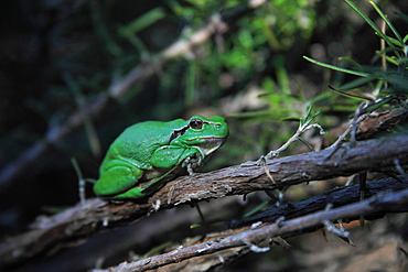 Green tree frog on a branch of rosemary, France 