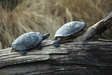 Red-eared pond sliders, Parc de la tÃªte d'or Lyon France