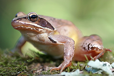 Grass frog on moss undergrowth, Brenne France